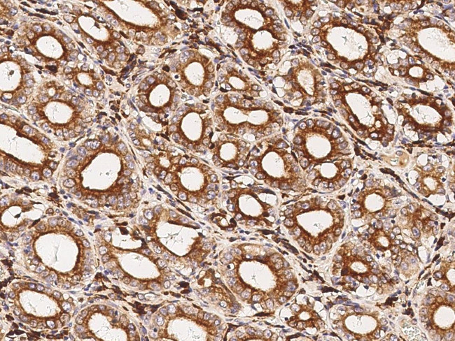 VSIG4 Antibody in Immunohistochemistry (Paraffin) (IHC (P))