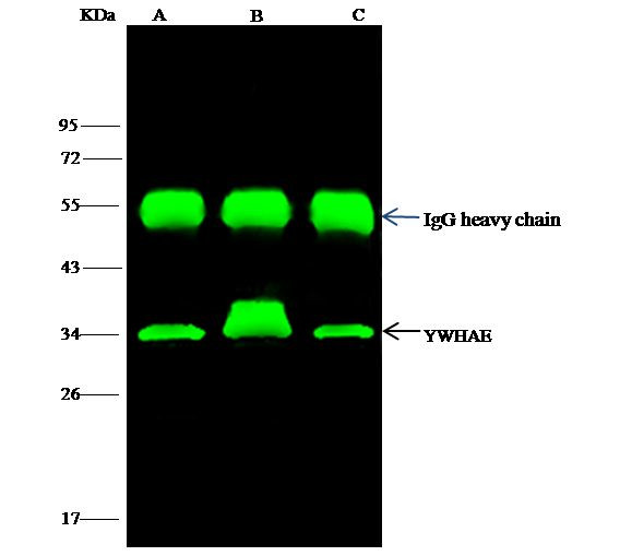 14-3-3 epsilon Antibody in Immunoprecipitation (IP)