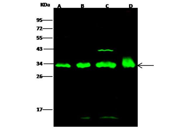 14-3-3 epsilon Antibody in Western Blot (WB)