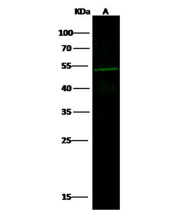 ZIC3 Antibody in Western Blot (WB)