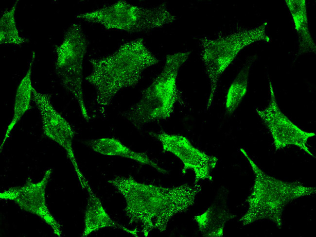 STX8 Antibody in Immunocytochemistry (ICC/IF)