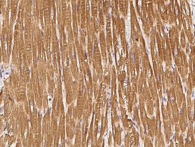 STX8 Antibody in Immunohistochemistry (Paraffin) (IHC (P))