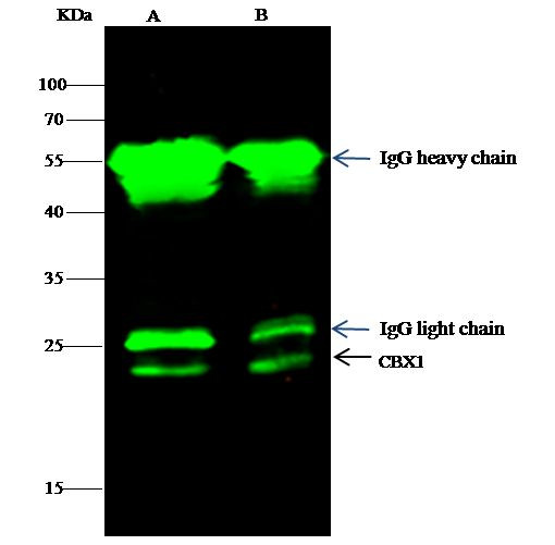 HP1 beta Antibody in Immunoprecipitation (IP)