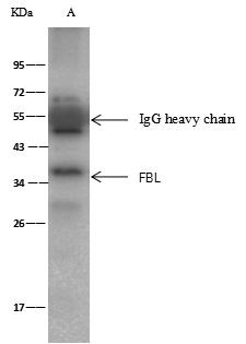 Fibrillarin Antibody in Immunoprecipitation (IP)