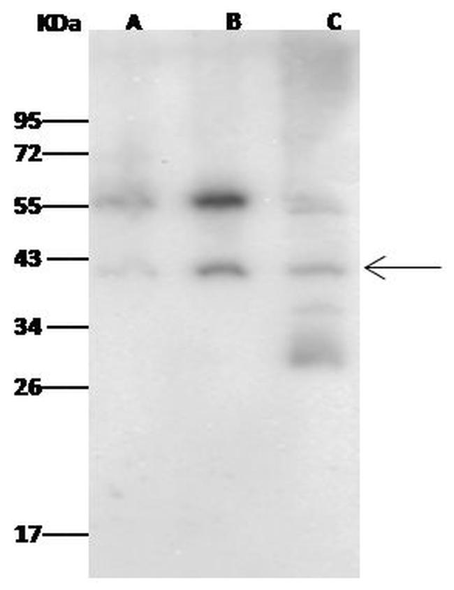 Fibrillarin Antibody in Western Blot (WB)