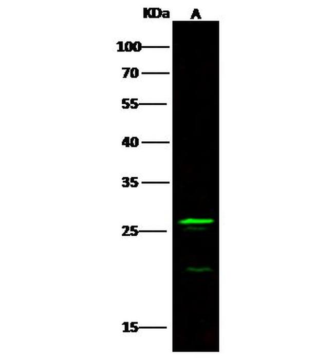 FGF8 Antibody in Western Blot (WB)