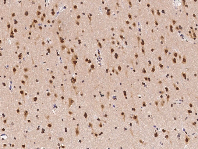 c-Fos Antibody in Immunohistochemistry (Paraffin) (IHC (P))