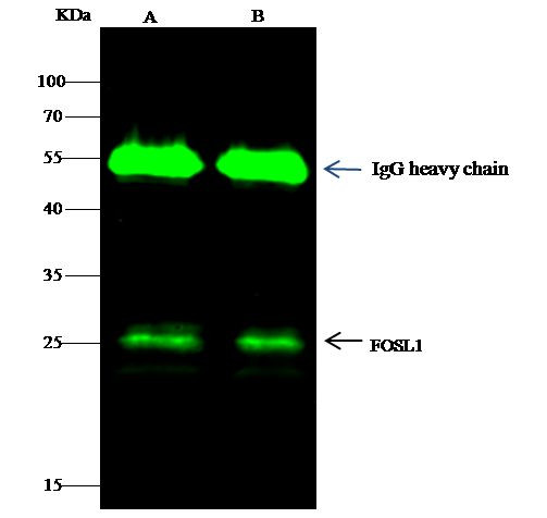 Fra1 Antibody in Immunoprecipitation (IP)