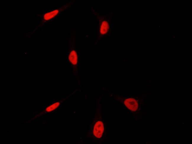 HEXIM1 Antibody in Immunocytochemistry (ICC/IF)