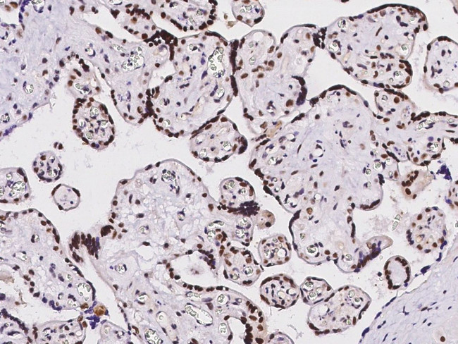 HEXIM1 Antibody in Immunohistochemistry (Paraffin) (IHC (P))