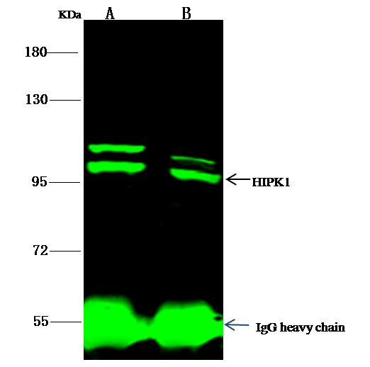 HIPK1 Antibody in Immunoprecipitation (IP)