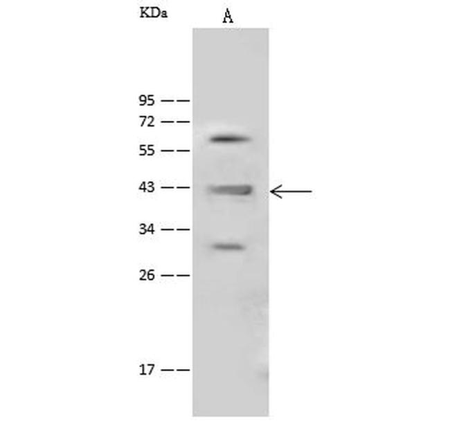 HOMER1 Antibody in Western Blot (WB)