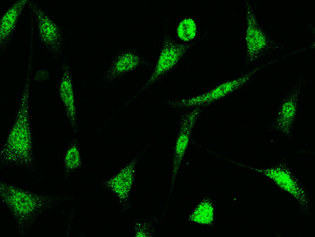 ID2 Antibody in Immunocytochemistry (ICC/IF)