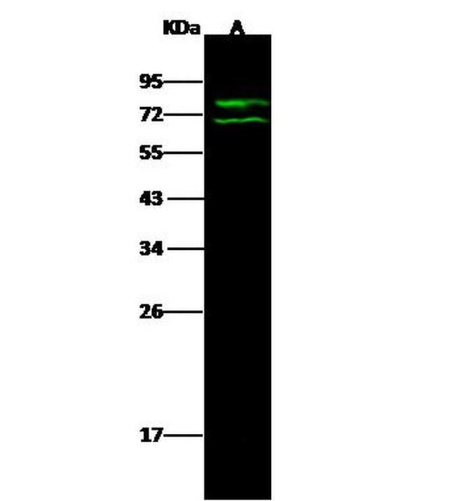 Lamin A Antibody in Western Blot (WB)