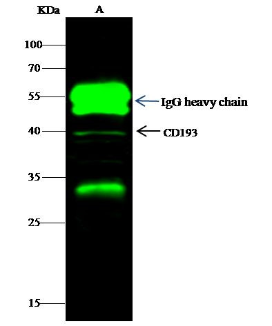 MEK3 Antibody in Immunoprecipitation (IP)