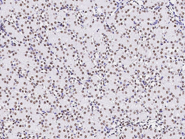 PAX2 Antibody in Immunohistochemistry (Paraffin) (IHC (P))