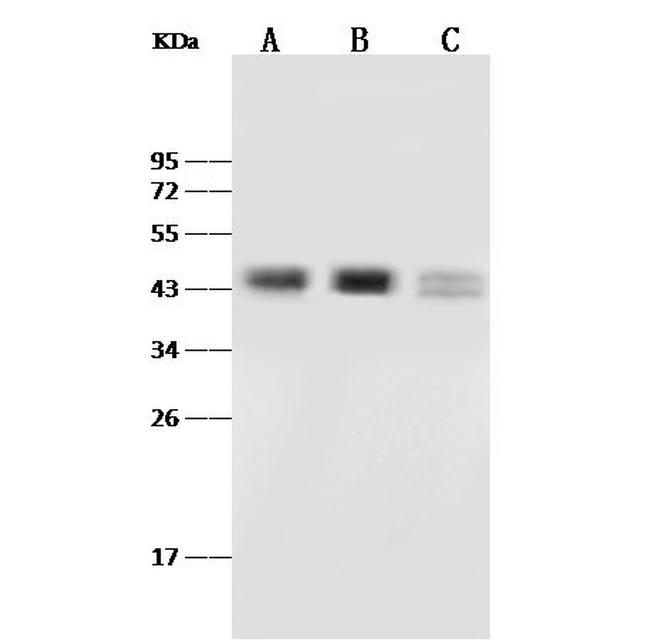 PAX2 Antibody in Western Blot (WB)