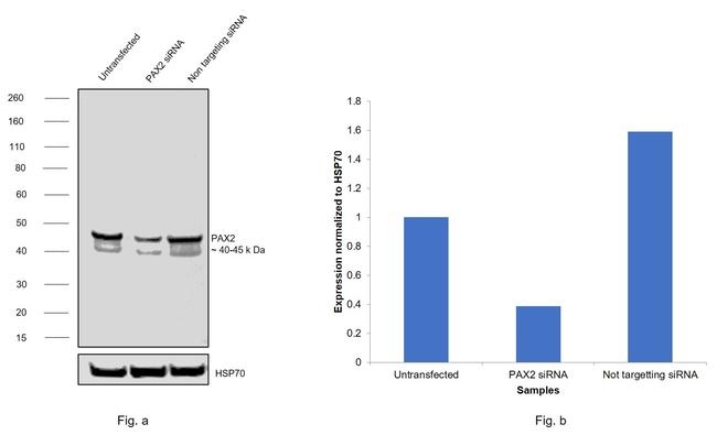 PAX2 Antibody in Western Blot (WB)