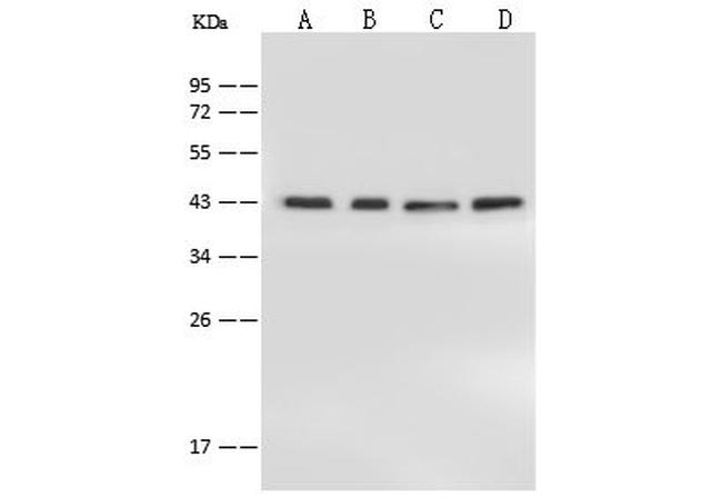 PPP1R8 Antibody in Western Blot (WB)