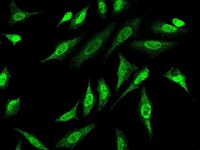 Phospho-PACT (Ser246) Antibody in Immunocytochemistry (ICC/IF)