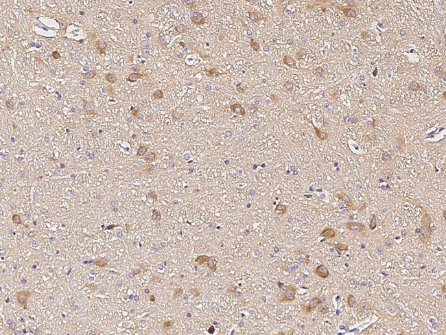 Phospho-PACT (Ser246) Antibody in Immunohistochemistry (Paraffin) (IHC (P))