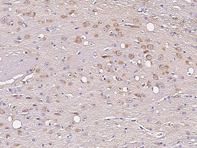 Phospho-PACT (Ser246) Antibody in Immunohistochemistry (Paraffin) (IHC (P))