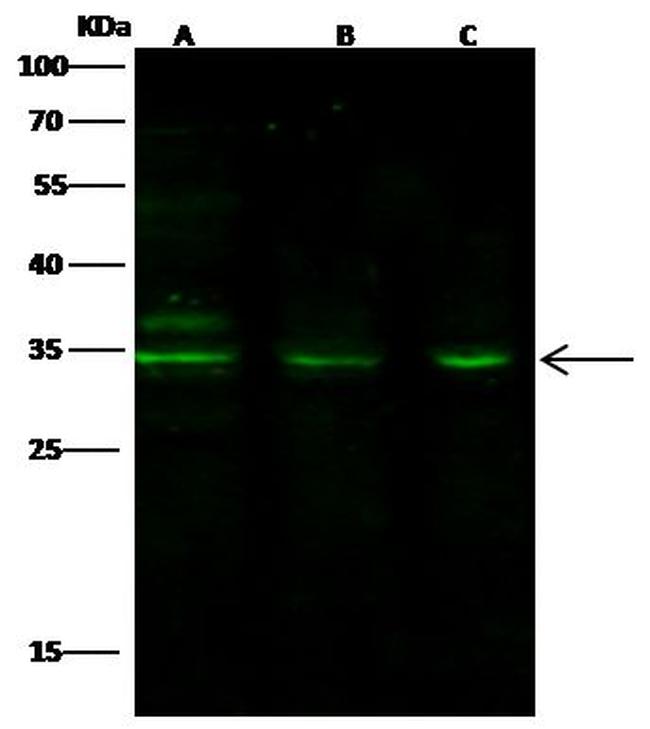 Phospho-PACT (Ser246) Antibody in Western Blot (WB)