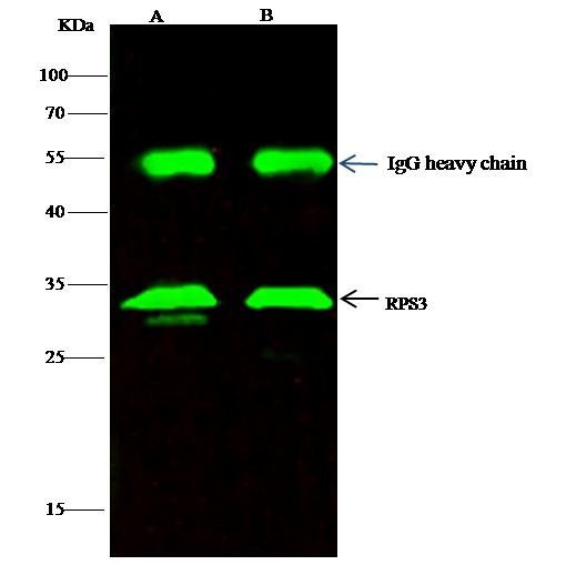 RPS3 Antibody in Immunoprecipitation (IP)