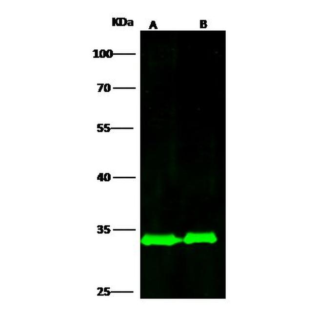 RPS3 Antibody in Western Blot (WB)