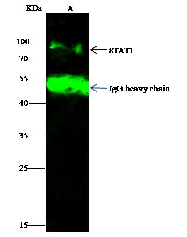 STAT1 Antibody in Immunoprecipitation (IP)