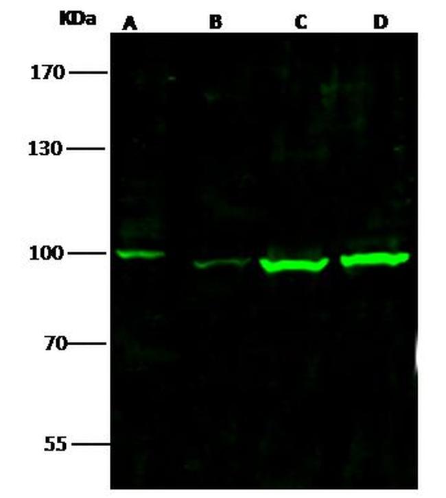 STAT1 Antibody in Western Blot (WB)