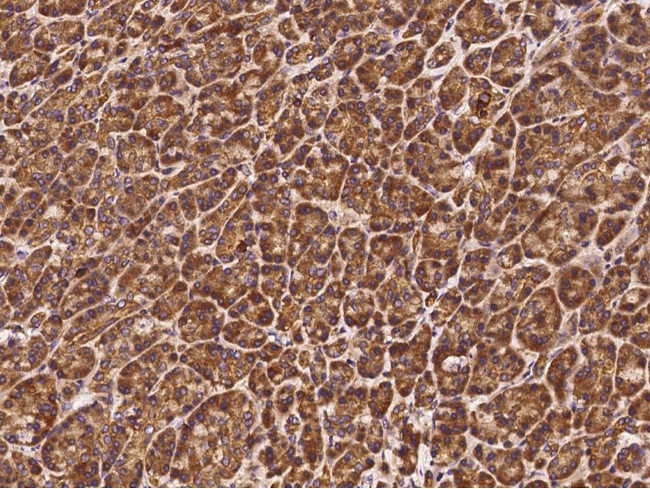 TRAF3 Antibody in Immunohistochemistry (Paraffin) (IHC (P))