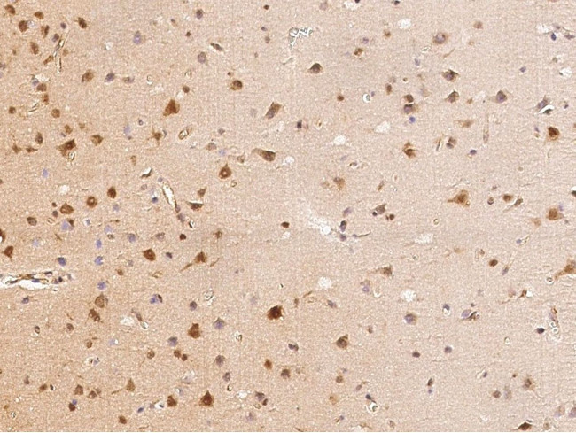 TRAF3 Antibody in Immunohistochemistry (Paraffin) (IHC (P))