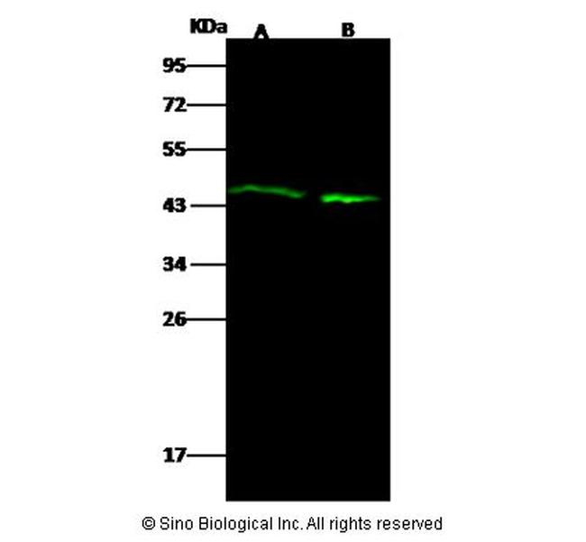 Actin Antibody in Western Blot (WB)