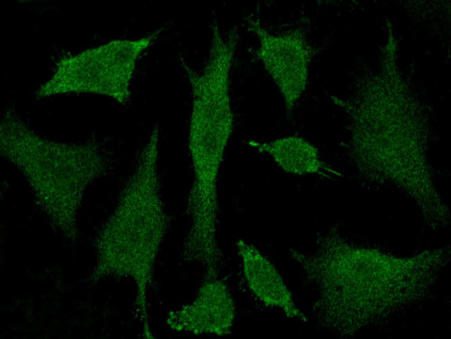 BRE Antibody in Immunocytochemistry (ICC/IF)