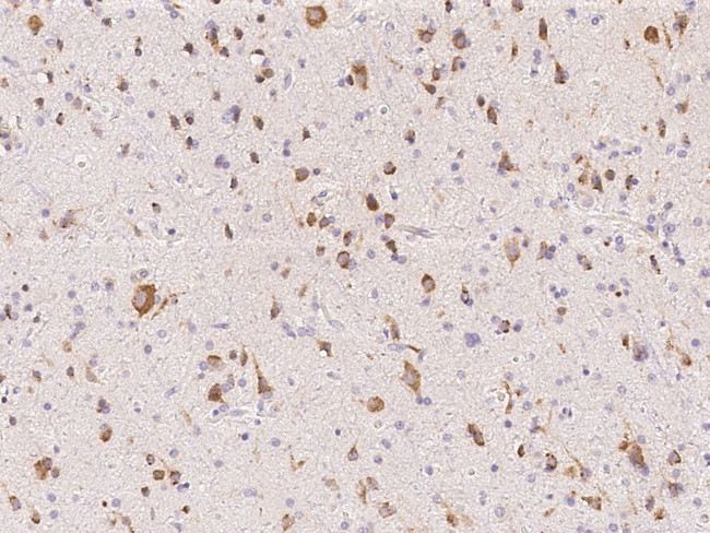 BRE Antibody in Immunohistochemistry (Paraffin) (IHC (P))