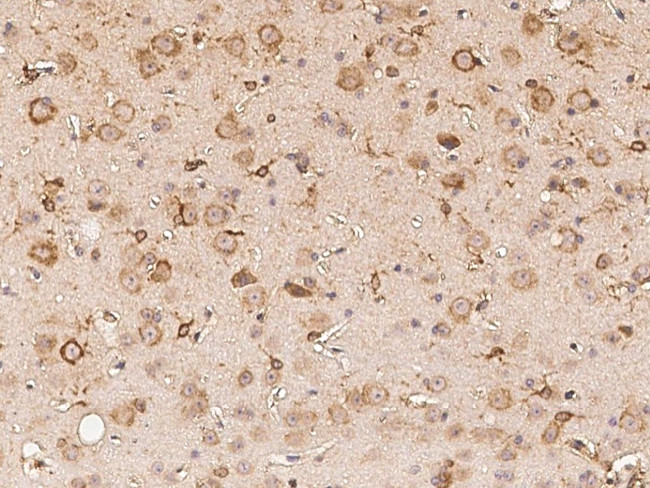 BRE Antibody in Immunohistochemistry (Paraffin) (IHC (P))