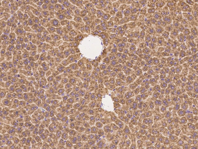 Neuropilin 1 Antibody in Immunohistochemistry (Paraffin) (IHC (P))