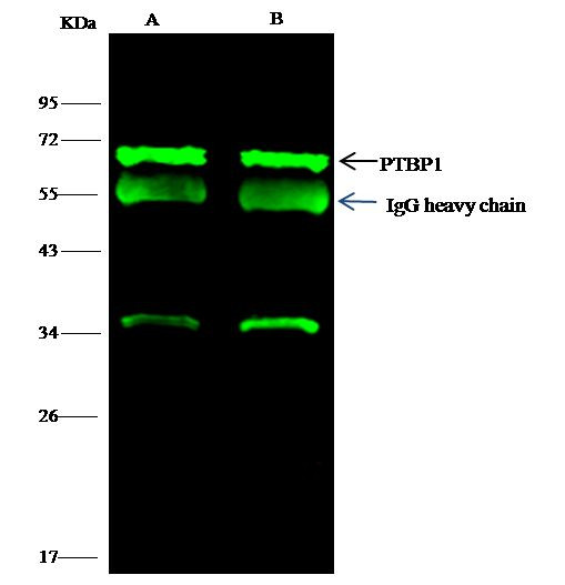 PTBP1 Antibody in Immunoprecipitation (IP)