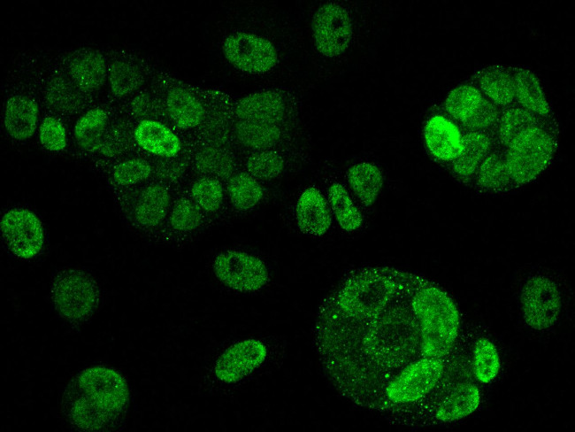 AMPK alpha-2 Antibody in Immunocytochemistry (ICC/IF)