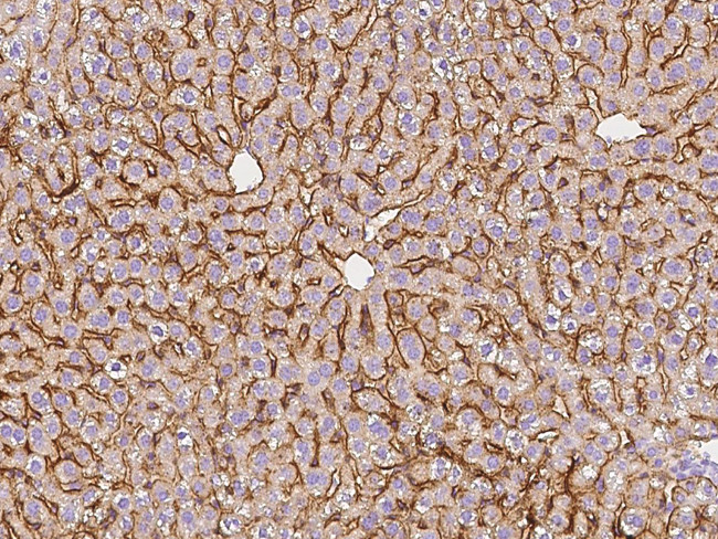 ASGR1 Antibody in Immunohistochemistry (Paraffin) (IHC (P))