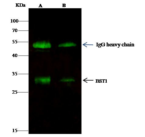 BST-1 Antibody in Immunoprecipitation (IP)