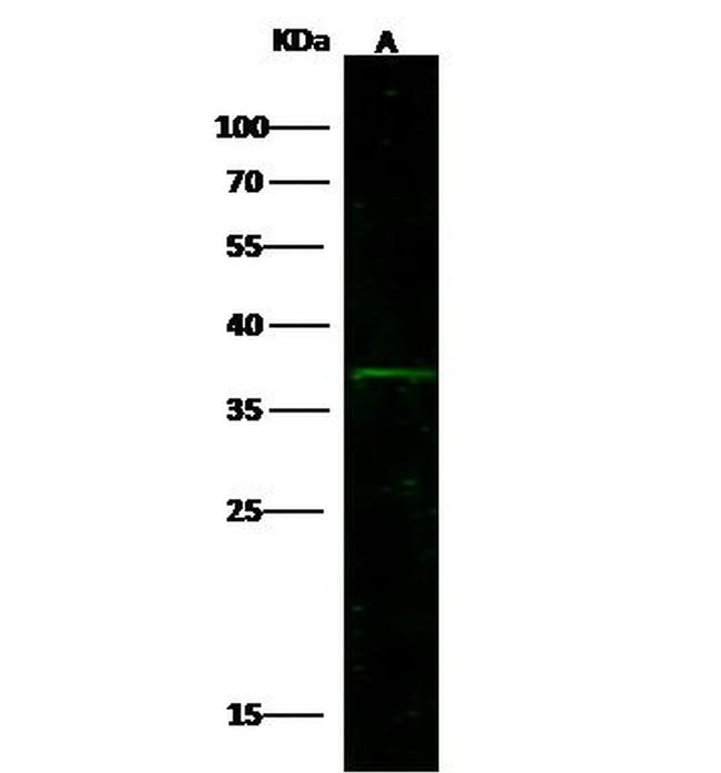 BST-1 Antibody in Western Blot (WB)