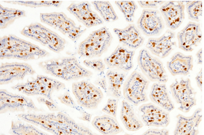 Carbonic Anhydrase II Antibody in Immunohistochemistry (Paraffin) (IHC (P))