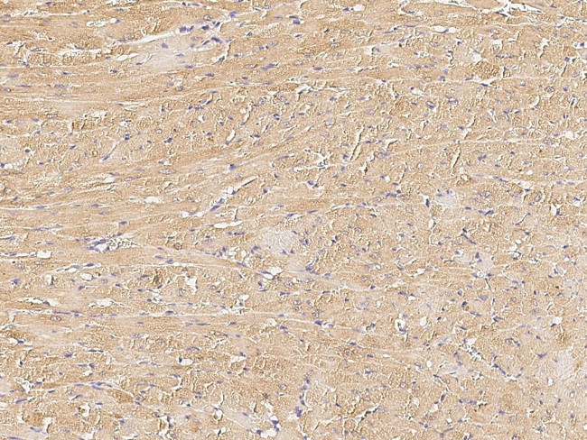 MCP-2 Antibody in Immunohistochemistry (Paraffin) (IHC (P))