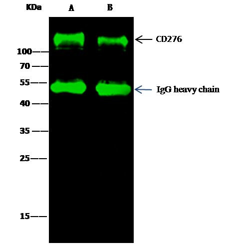 B7-H3 Antibody in Immunoprecipitation (IP)