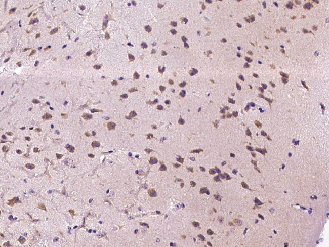 CXCL9 Antibody in Immunohistochemistry (Paraffin) (IHC (P))