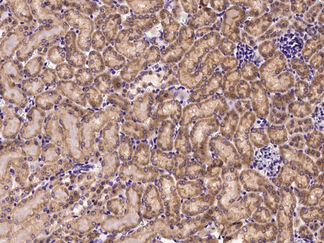 CXCL9 Antibody in Immunohistochemistry (Paraffin) (IHC (P))