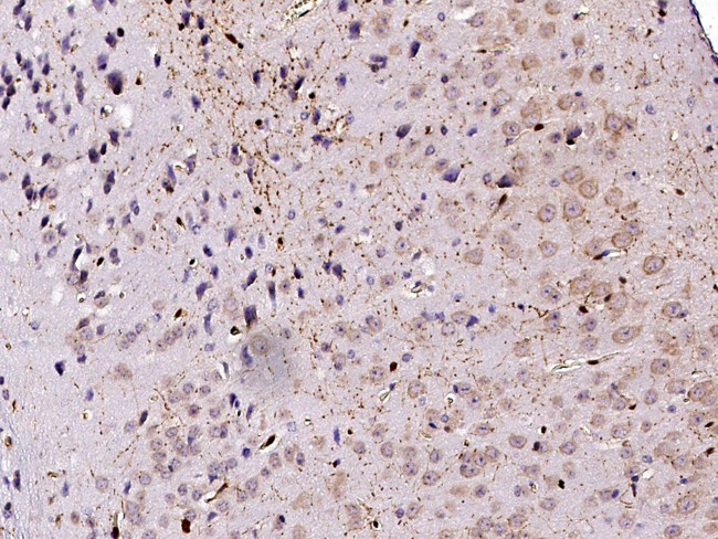 DOPA Decarboxylase Antibody in Immunohistochemistry (Paraffin) (IHC (P))