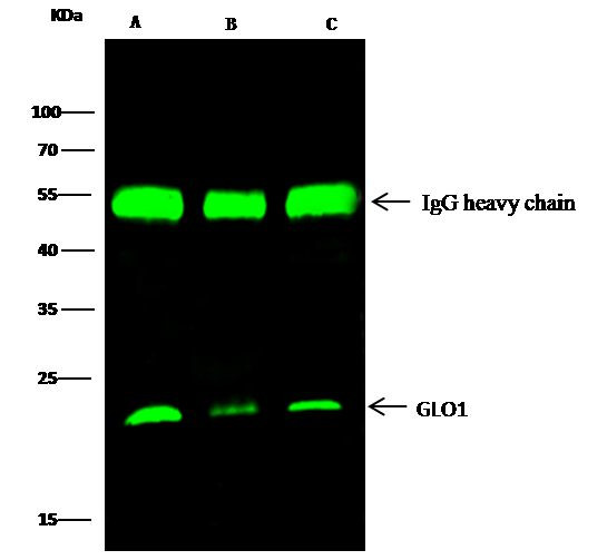 GLO1 Antibody in Immunoprecipitation (IP)